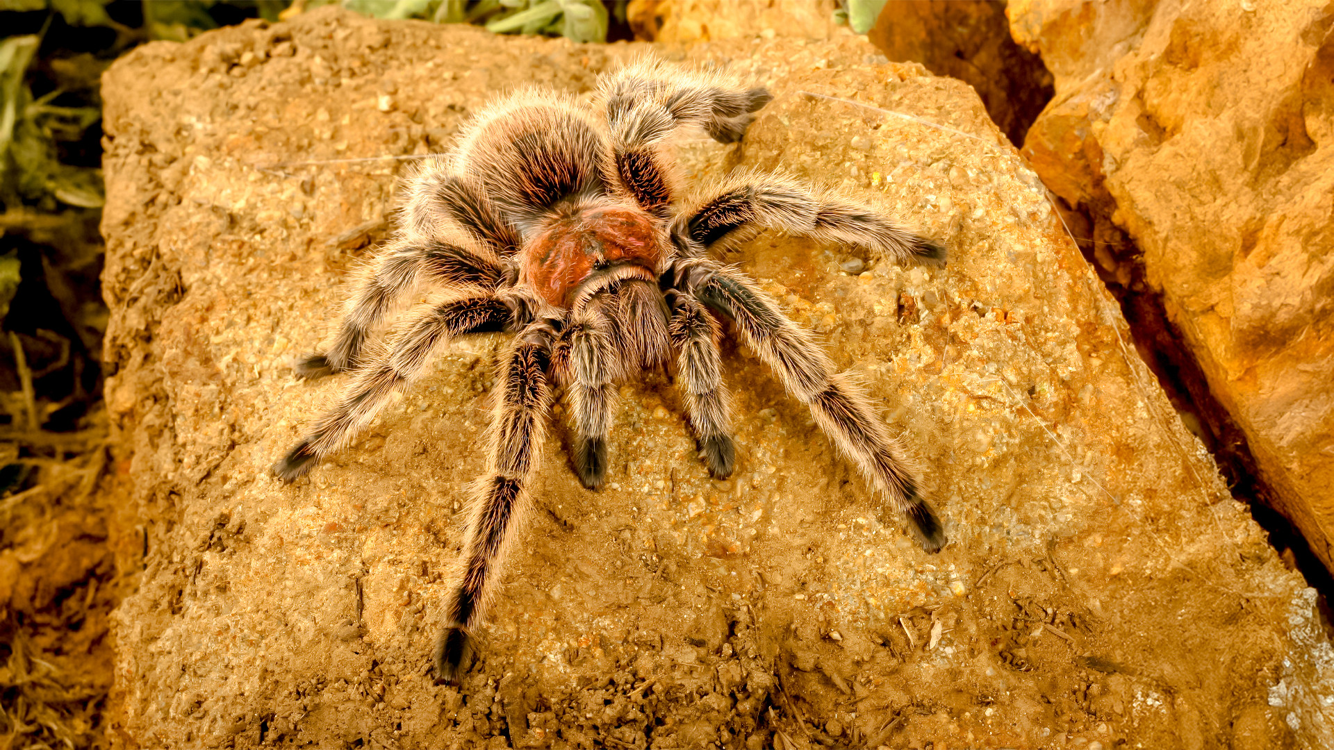 Chilean rose tarantula